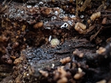 Kugelspringer (Sminthuridae, Collembola) von dem erst kürzlich entdeckten Pilz Pandora batellata parasitiert. Kugelspringer sind sehr klein, sie werden nur 0,5 bis 2 mm groß.